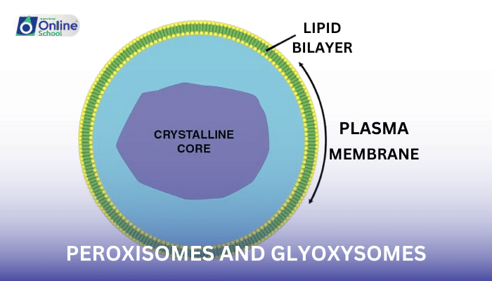 Lesson 10: Peroxisomes and Glyoxysomes